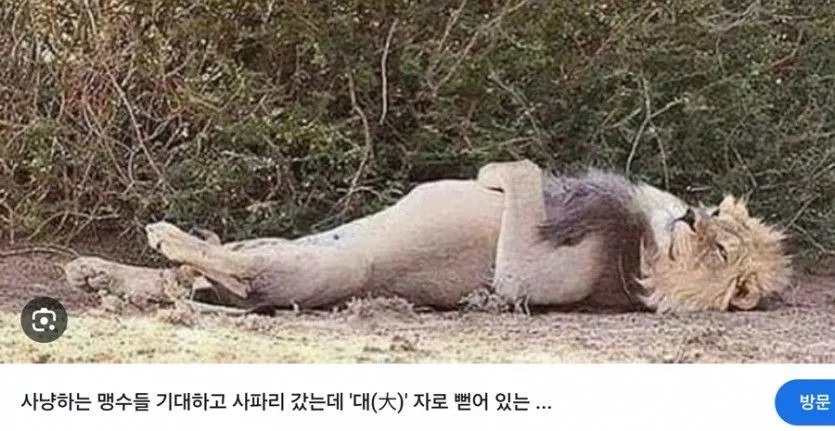 본문 이미지